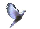 oiseaux  de la paix